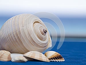 Shell