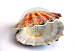 Shell