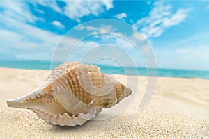 Shell