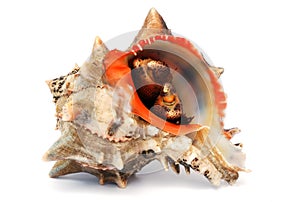 Shell