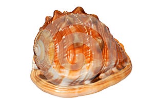 Shell