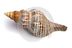 Shell