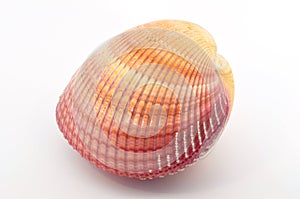 Shell