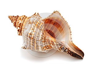 Shell