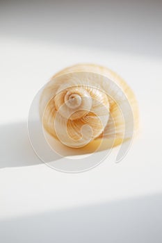 Shell