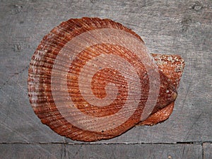 Shell 2