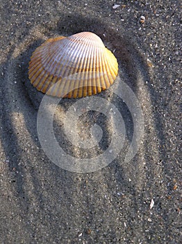 Shell 2 on Myrtle Beach