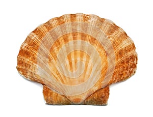 Shell