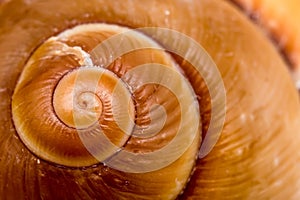 Shell