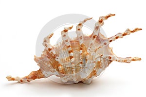 Shell