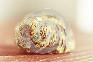 Shell