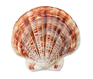 Shell