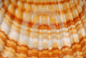 Shell