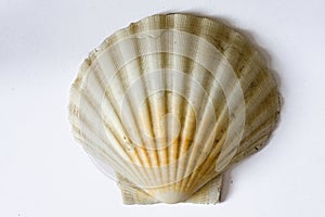 Shell