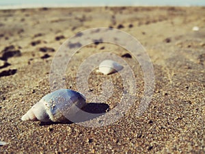 Shell