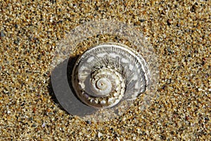 Shell