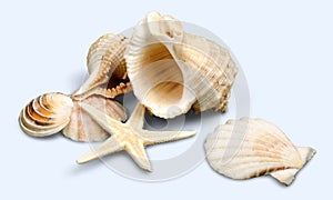 Shell