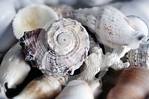 Shell