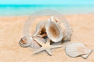 Shell