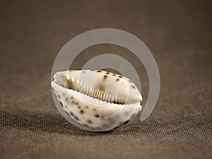 Shell