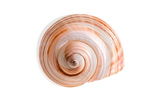 Shell