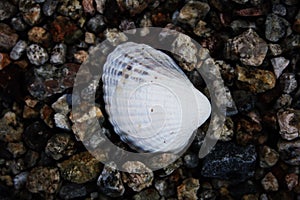 Shell