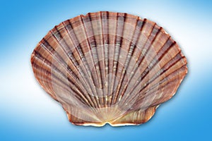 Shell