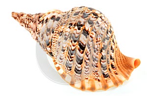 Shell