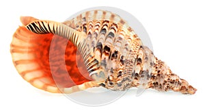 Shell