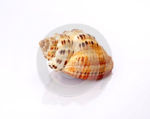 Shell