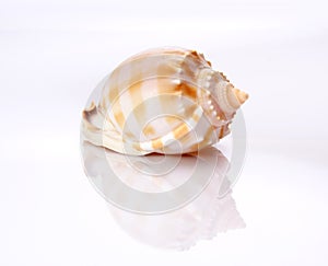 Shell