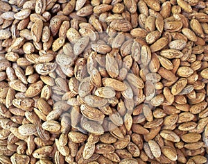 Shell almonds closeup