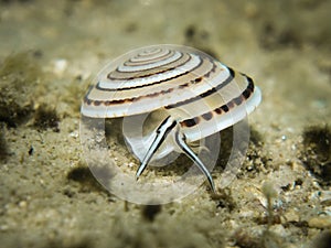 Shell - Architectonica perspectiva