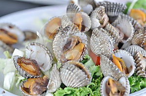 shell or ark shell, cockle or scallop or scald shell