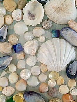 Shell arrangement