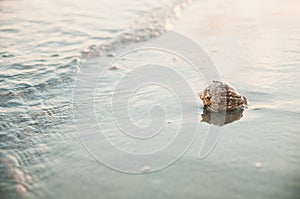 Shell ashore in waves