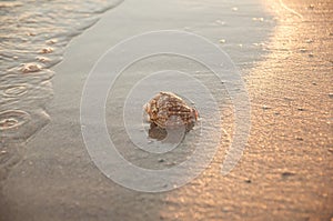 shell ashore in waves of sea in sunset