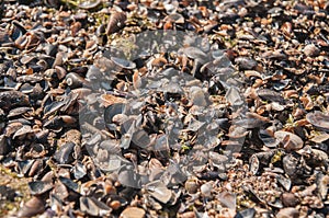 shell ashore in waves of sea in sunset