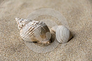 Shell background