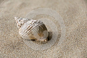 Shell background