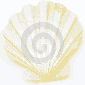 Shell background (vector)