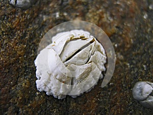 A shell of Balanus balanus barnacle