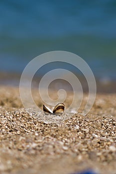 A shell on the Baska beach in Croatia Krk Island, close up.