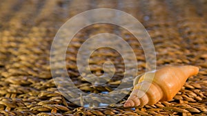 Shell on the basket