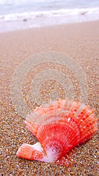 Shell on beach