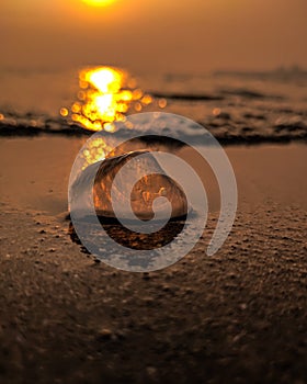 Shell on beach