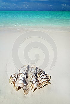 Shell on the beach