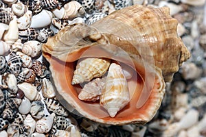 Shell on beach