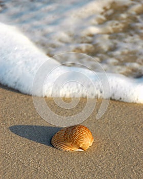 Conchiglia sul Spiaggia 