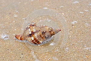 Shell on the beach